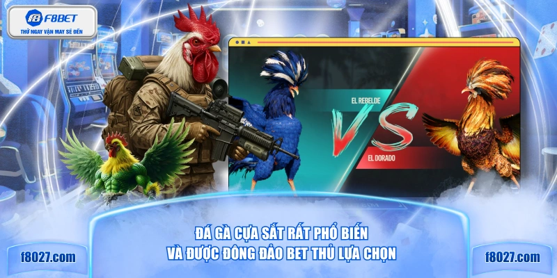 Đá gà cựa sắt rất phổ biến và được đông đảo bet thủ lựa chọn