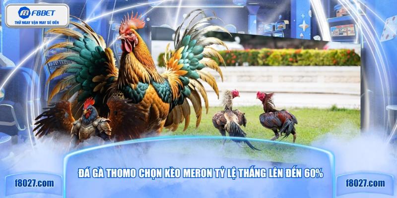 Đá gà Thomo chọn kèo Meron tỷ lệ thắng lên đến 60%