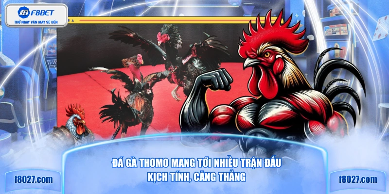 Đá gà Thomo mang tới nhiều trận đấu kịch tính, căng thẳng