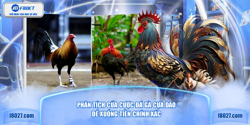Phân tích cửa cược đá gà cựa dao để xuống tiền chính xác