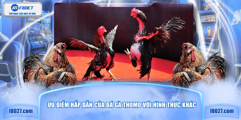 Ưu điểm hấp dẫn của đá gà Thomo với hình thức khác